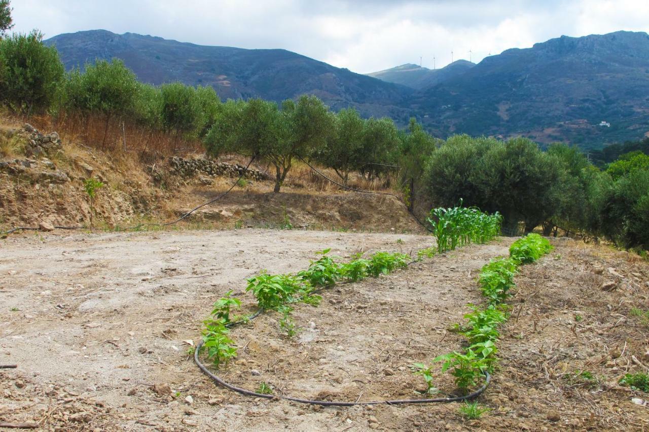 Petrakis Cretan Homes Kíssamos Eksteriør bilde